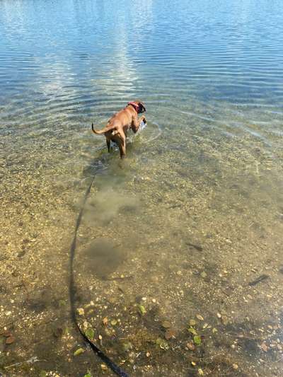 Rhodesian Ridgeback-Beitrag-Bild
