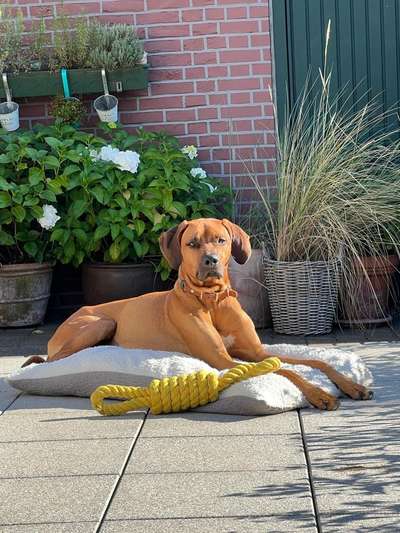 Rhodesian Ridgeback-Beitrag-Bild