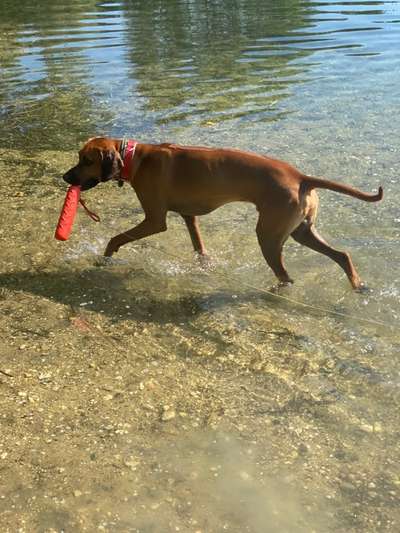 Rhodesian Ridgeback-Beitrag-Bild