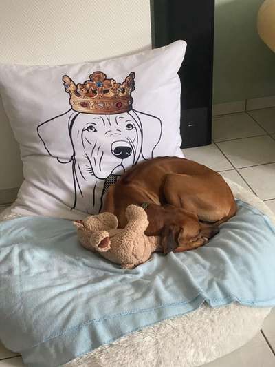 Rhodesian Ridgeback-Beitrag-Bild