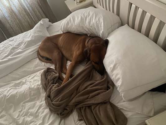 Rhodesian Ridgeback-Beitrag-Bild
