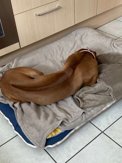 Rhodesian Ridgeback-Beitrag-Bild
