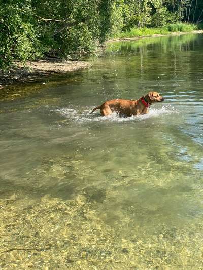 Rhodesian Ridgeback-Beitrag-Bild