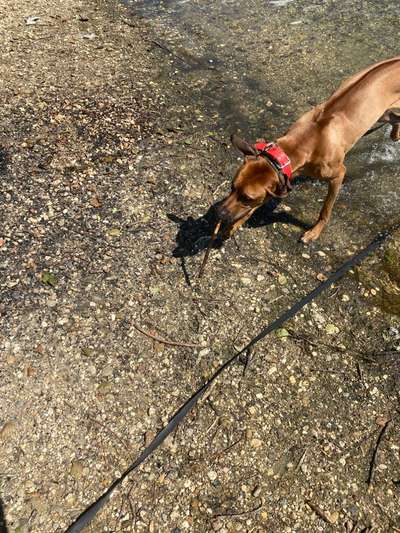 Rhodesian Ridgeback-Beitrag-Bild