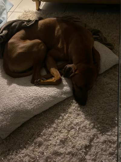 Rhodesian Ridgeback-Beitrag-Bild