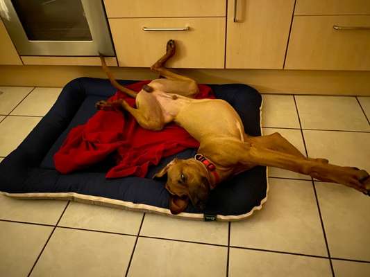 FOTO-Challenge  NR. 91: Die pure Entspannung-Beitrag-Bild