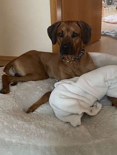Rhodesian Ridgeback-Beitrag-Bild