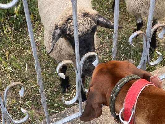Rhodesian Ridgeback-Beitrag-Bild