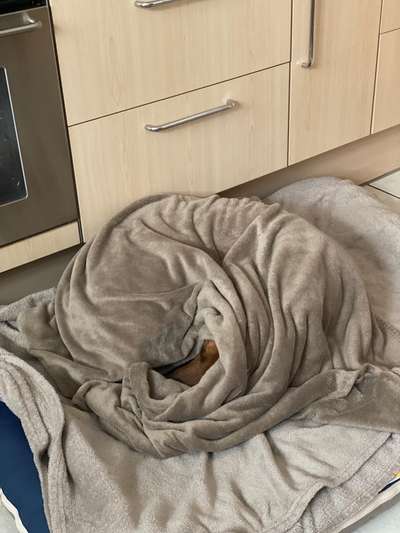 Rhodesian Ridgeback-Beitrag-Bild