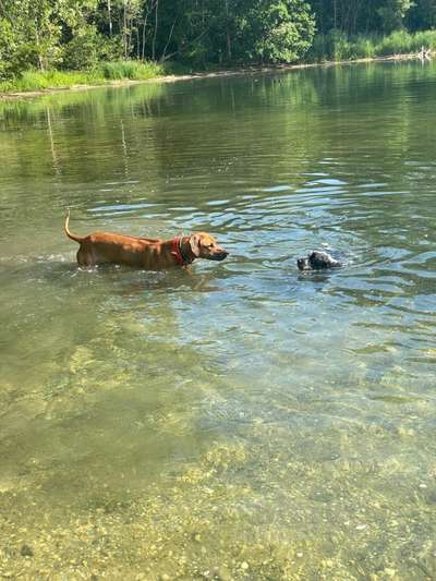 Rhodesian Ridgeback-Beitrag-Bild