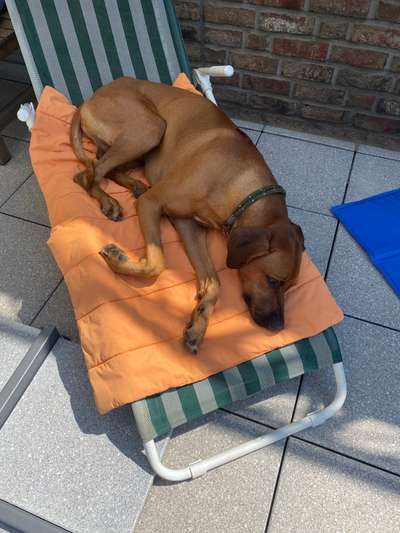 Rhodesian Ridgeback-Beitrag-Bild