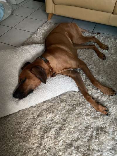 Rhodesian Ridgeback-Beitrag-Bild
