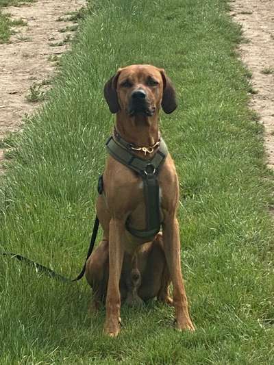 Rhodesian Ridgeback-Beitrag-Bild