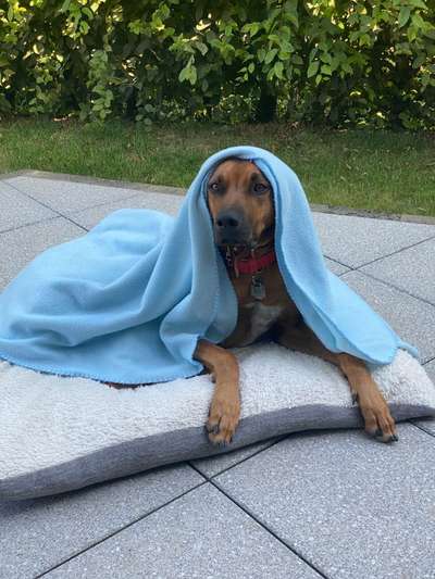 Rhodesian Ridgeback-Beitrag-Bild