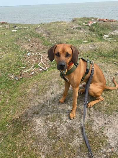 Rhodesian Ridgeback-Beitrag-Bild