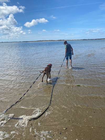 Rhodesian Ridgeback-Beitrag-Bild