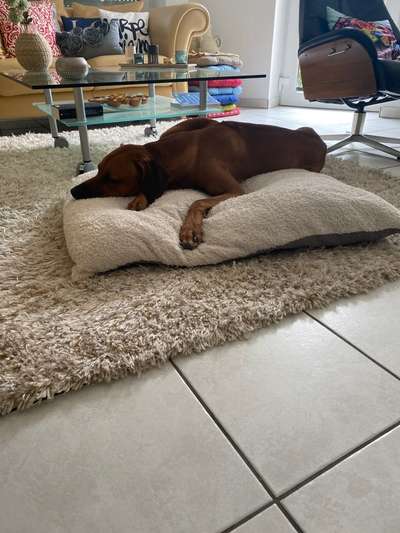 Rhodesian Ridgeback-Beitrag-Bild