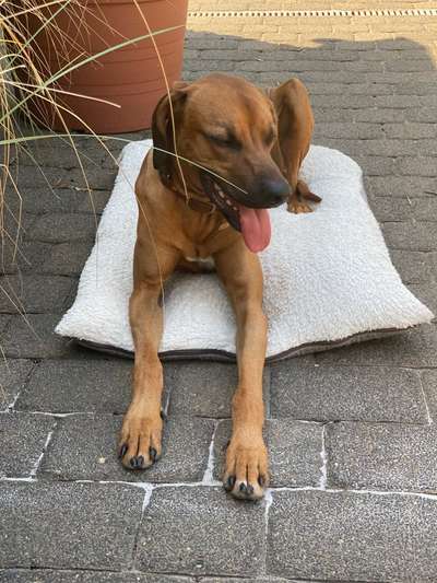 Rhodesian Ridgeback-Beitrag-Bild