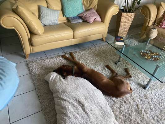 Rhodesian Ridgeback-Beitrag-Bild