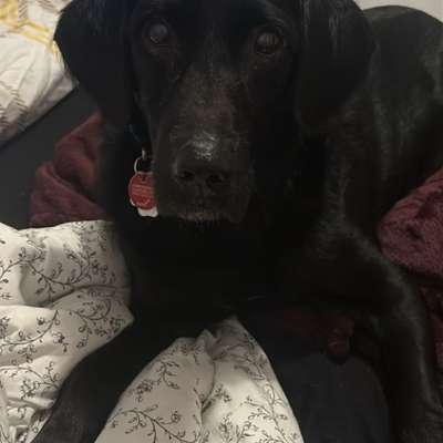 Hundetreffen-Gassi Freunde gesucht-Bild