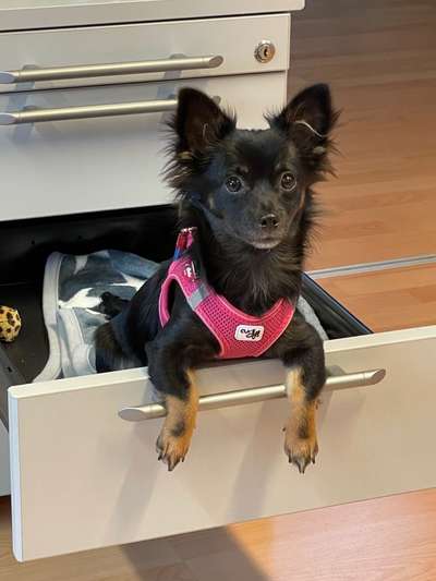 Dogorama Photo Challenge - Fail/Outtakes-Beitrag-Bild