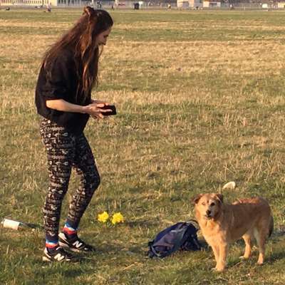 Hundetreffen-Spielfreunde und Social Walk-Bild