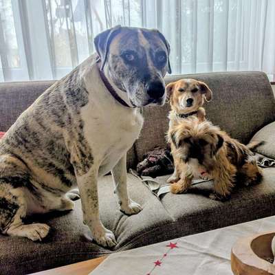 Hundetreffen-Gassi Umkreis Saal/Donau-Bild