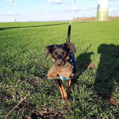 Challenge 23 : "  Euer Hund beim Frühlingserwachen "-Beitrag-Bild