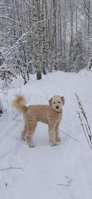 Hundetreffen-Kay sucht verspielte Hundefreunde ;-)-Bild