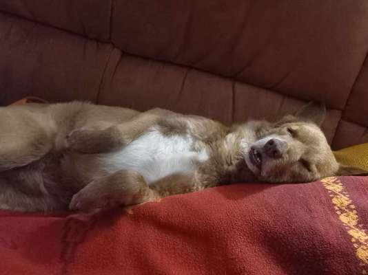 Die Dogorama Kalender Challenge Titelbild-Beitrag-Bild