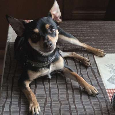 Hundetreffen-Gassigehen im Extertal 🐾-Bild