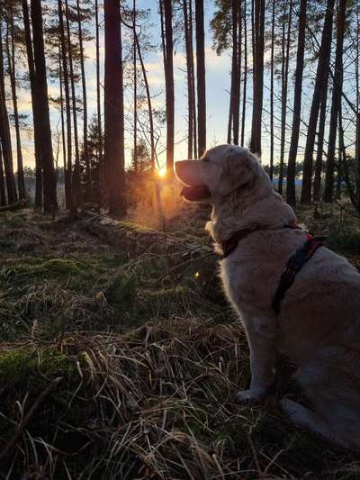 Wald Bild-Beitrag-Bild