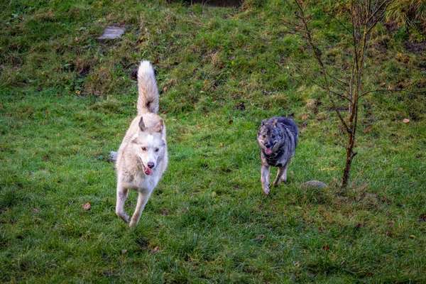 Hündin verursacht Auseinandersetzungen mit Artgenossen-Beitrag-Bild