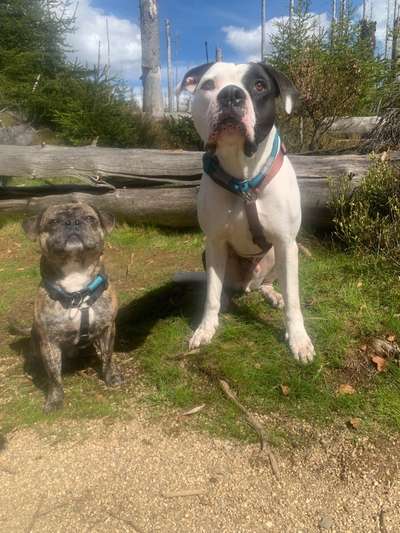 Die Dogorama Monats Challenge "Es grünt und blüht"-Beitrag-Bild