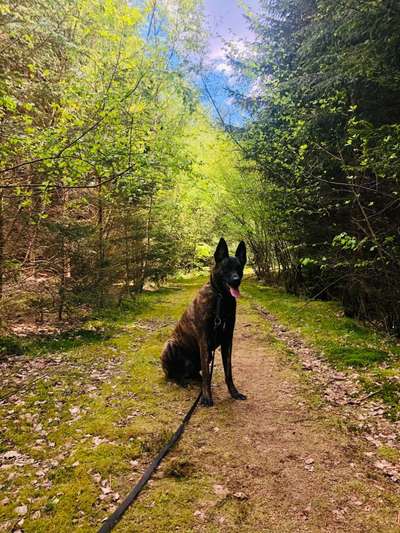 Die Dogorama Monats Challenge "Es grünt und blüht"-Beitrag-Bild