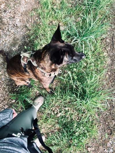 Wie sitzt mein Geschirr?-Beitrag-Bild