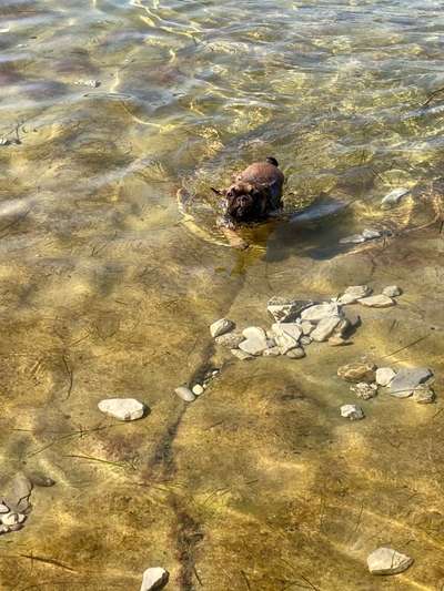 Dogorama Photo Challenge - Tierischer Urlaub-Beitrag-Bild