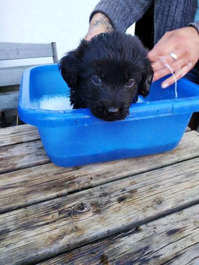 Labradorfans-Beitrag-Bild