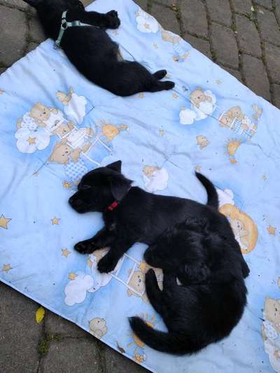 Labradorfans-Beitrag-Bild