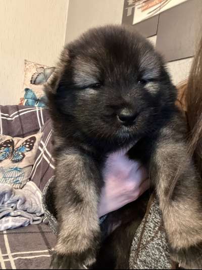 Eurasier hier?-Beitrag-Bild