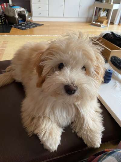 Havaneser-Beitrag-Bild