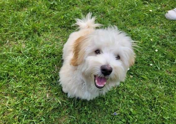 Havaneser-Beitrag-Bild