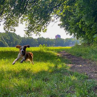 Fotochallenge 66 ~ Rennaction -Zeig deinen Hund im Lauf-Beitrag-Bild