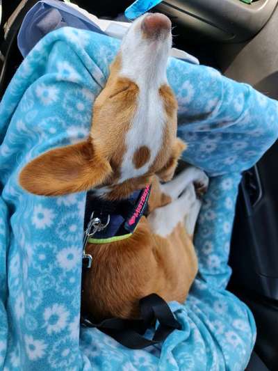 Hunde-Autositz-Beitrag-Bild
