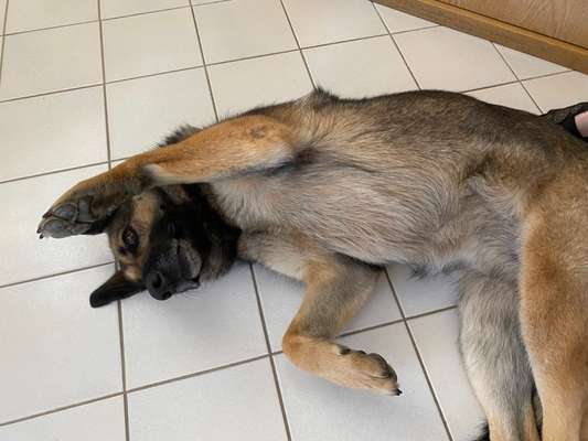 Dogorama Photo Challenge - Zeigt her eure Bäuche-Beitrag-Bild