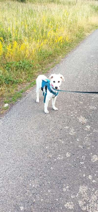 Hundetreffen-Spielrunde/Welpentreff in Schwarzerden-Bild