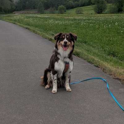 Hundetreffen-Gassi- und Spielpartner gesucht-Bild