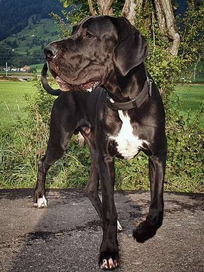 Reinrassige Hunde?-Beitrag-Bild