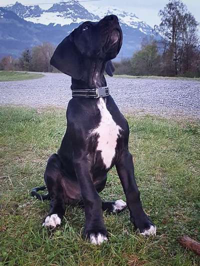 Deutsche Doggen Besitzer zeigt euch-Beitrag-Bild