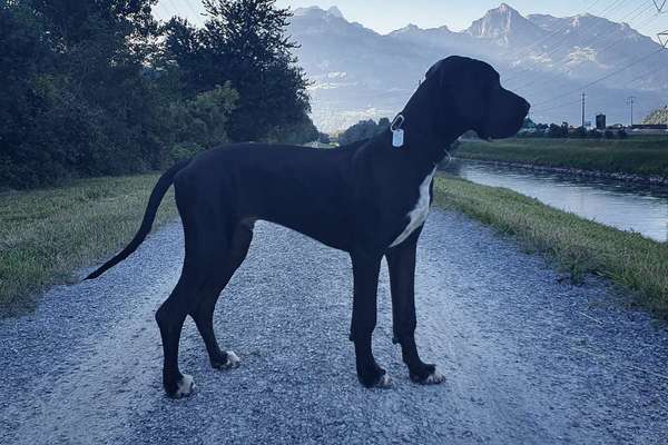 Deutsche Doggen Besitzer zeigt euch-Beitrag-Bild